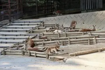 Kangaroos cooling off in the shade