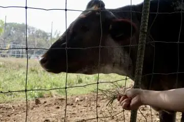 You can feed the cows!