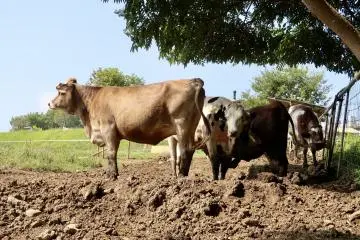 See Isonuma Milk Farm’s cows up close