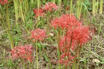 Spider lilies