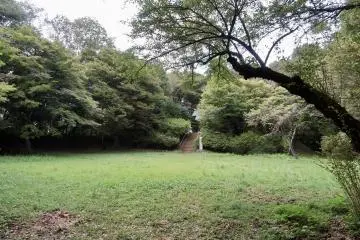 Lush nature