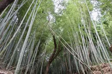 Bamboo
