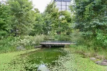 Pond area