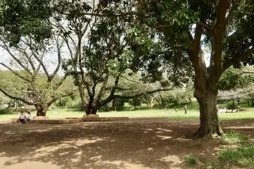 Cherry trees with wooden seating underneath