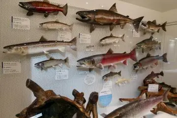 Fish models