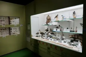 Animal models