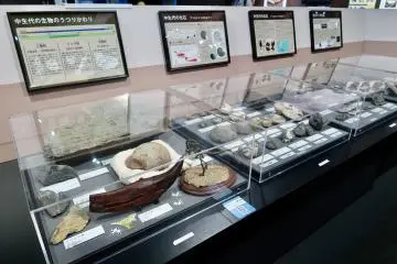 Fossils