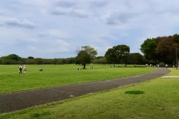 Open field