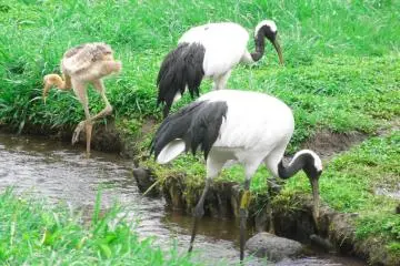 Kushiro Shitsugen National Park has some great opportunities for birdwatching