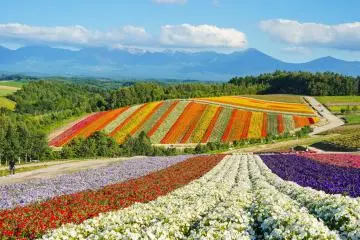Photo: <a href="https://unsplash.com/photos/a-field-of-flowers-with-mountains-in-the-background-qfVIIIXaB18" target="_blank" rel="noreferrer noopener nofollow">Zion C</a> / Unsplash