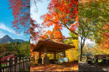 Mount Mitake Tenku Maple Festival 2026