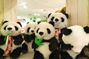 <p>Panda pals</p>