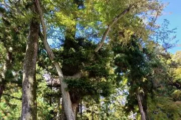Cedar Tangle   