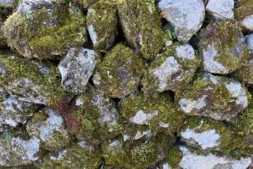 Kozenji's Lucky Stones 