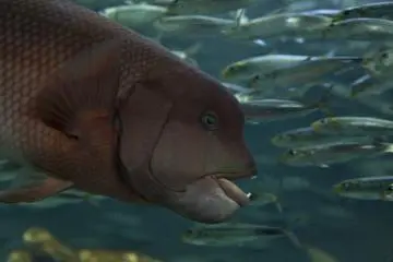 Who's to judge but this fish was a little ugly next to Namco Namja Town in Ikebukuro