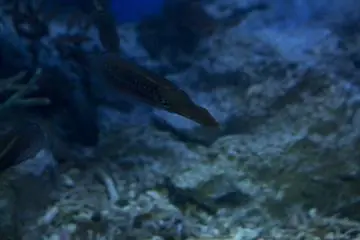 This little cuttlefish was interesting at Sunshine Aquarium next to Namco Namja Town in Ikebukuro