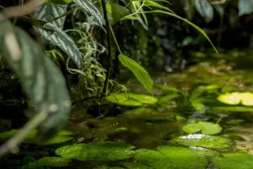 The Amazon Basin area was more interesting for me personally. The combinations of plants and animals seemed more realistic