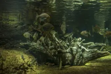 Many of the tanks make you feel like you are underwater. The sensation is very strange but extremely interesting
