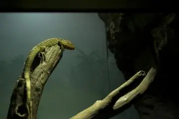 This lizard was just a little lethargic
