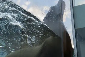 The tank is raised above the ground so you can watch the seals from below as they swim