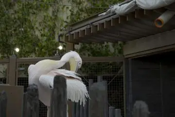This large bird of the pelican family was a little intimidating