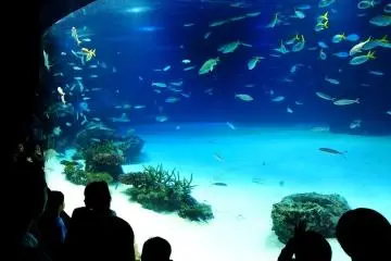 The magical underwater world of Sunshine Aquarium Ikebukuro