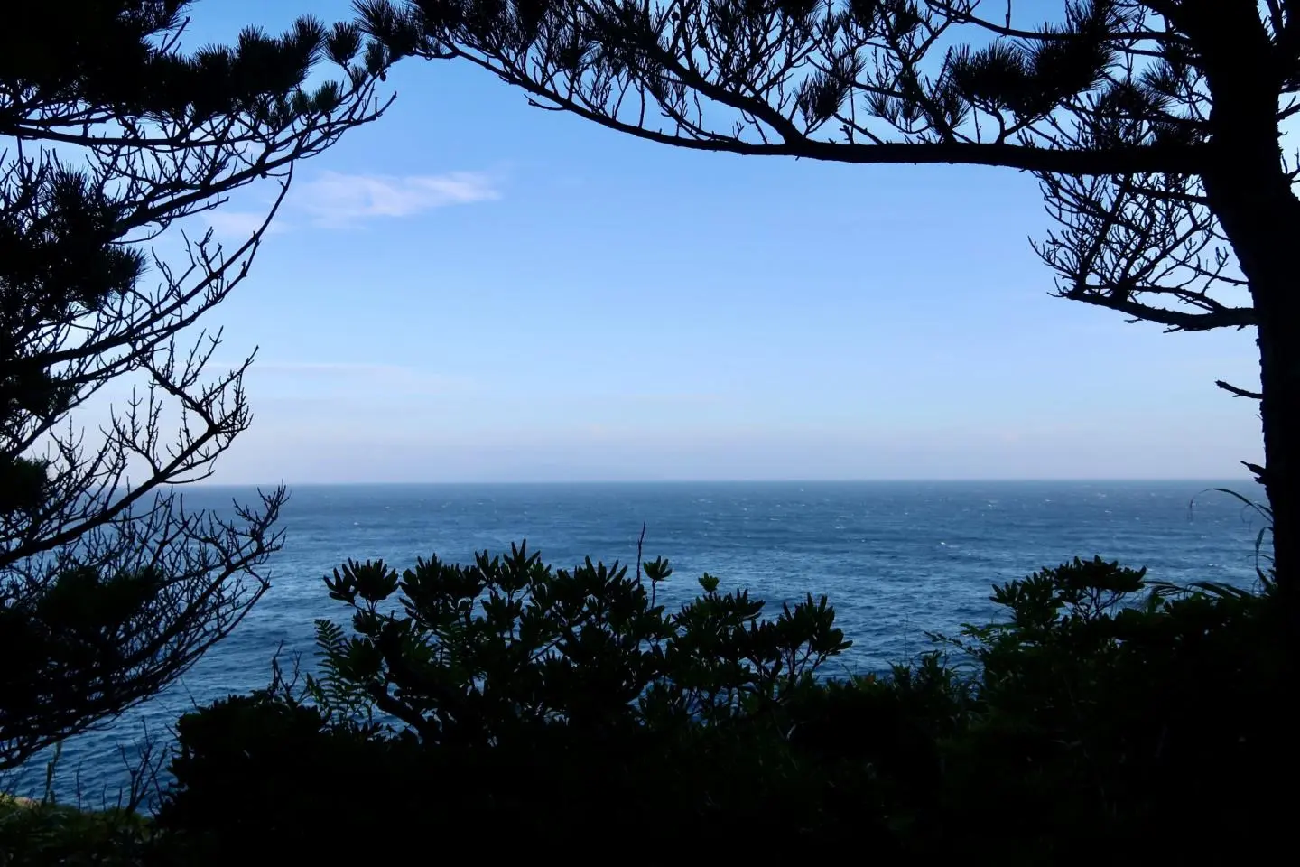 Ocean views through pine trees