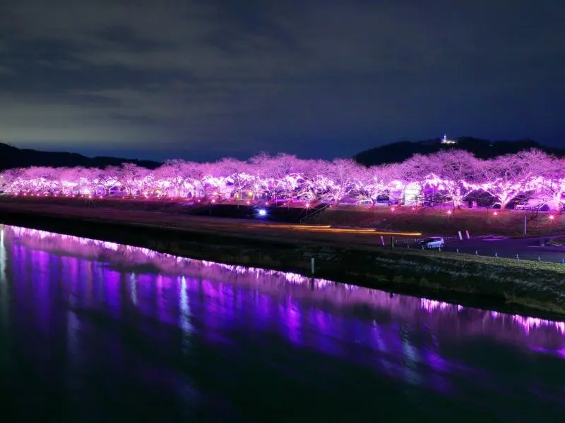 Ogawara Sakura Illuminations 2023-2024 - Events in Miyagi - Japan