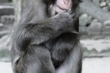 Takasakiyama Monkey Park