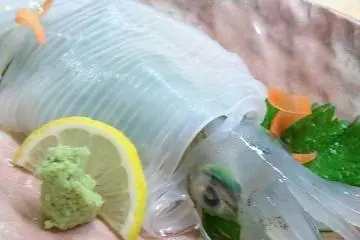 켄사키 오징어회