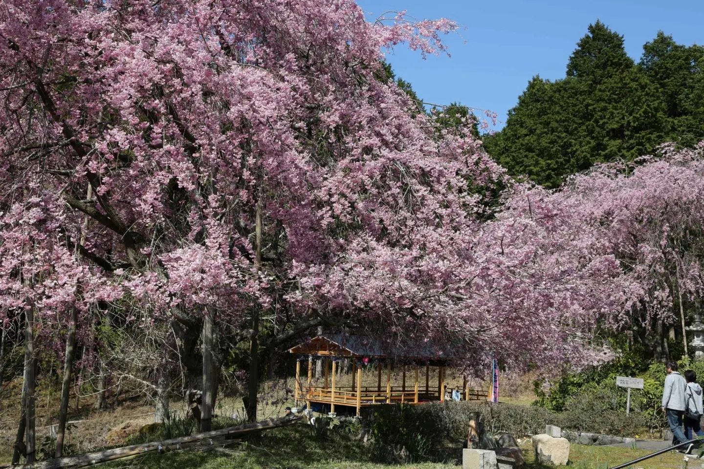 Photo: 京都洛北「花宝苑」