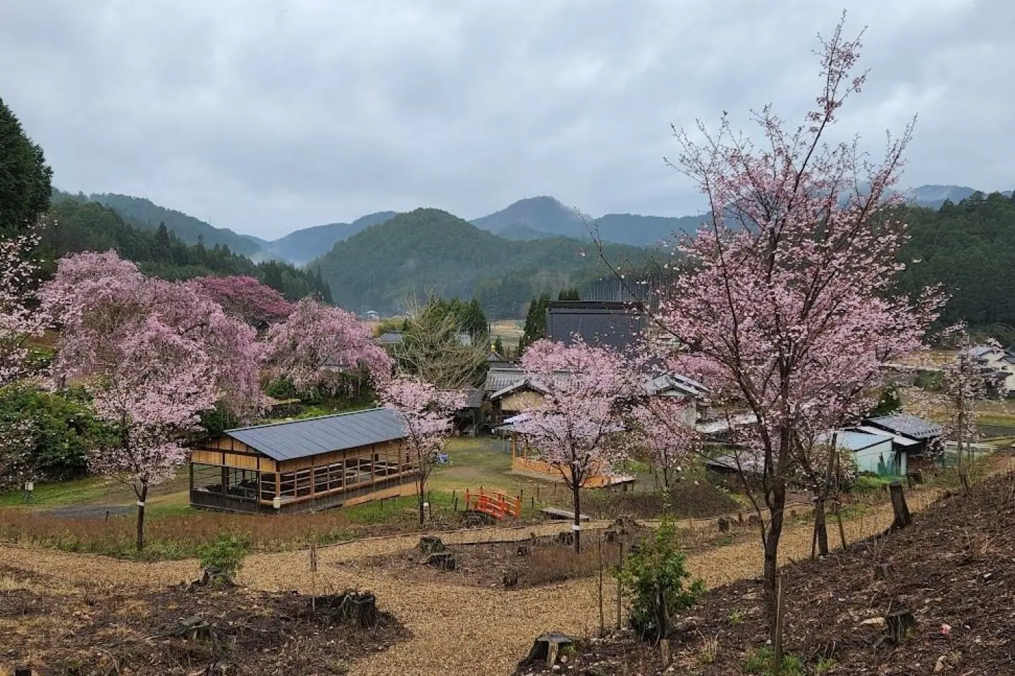 The garden during sakura season in 2023 (Photo: 京都洛北「花宝苑」)