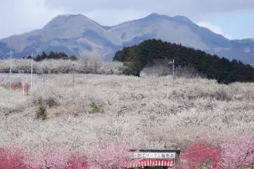 Misato Plum Festival 2027