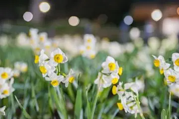 Flower and Light Movement 2027