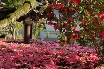 Photo: <a href="https://www.atpress.ne.jp/news/383839" target="_blank" rel="noreferrer noopener nofollow">Amonzeki Temple Kyoto Reikanji Temple, Kyoto Connect Co., Ltd</a>