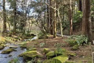 Mystical forest