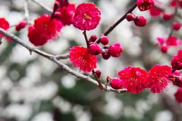 Taura Plum Grove Festival 2027