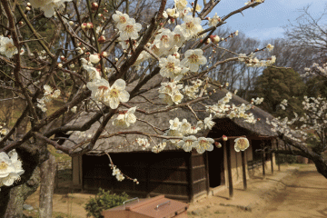 Yakushiike Plum Festival 2027