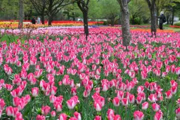 Photo: <a href="https://prtimes.jp/main/html/rd/p/000000107.000032901.html" target="_blank" rel="noreferrer noopener nofollow">一般財団法人 公園財団　Parks Japan.F</a>