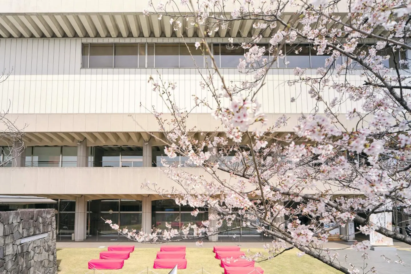 Relax beside cherry blossoms (Photo: Mishima Ichiro)