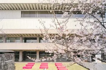 Relax beside cherry blossoms