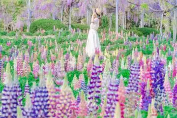 Photo: <a href="https://prtimes.jp/main/html/rd/p/000000028.000112057.html" target="_blank" rel="noreferrer noopener nofollow">Sera Kogen Farm Co. Ltd</a>