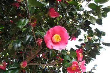 Tsubaki (Japanese Camelia) from the island’s famous tunnel