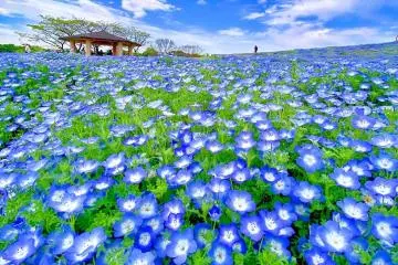 Uminonakamichi Flower Picnic 2026