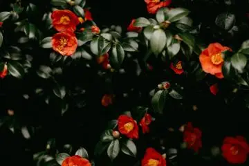 Gyokuro no Sato Camellia Festival 2027