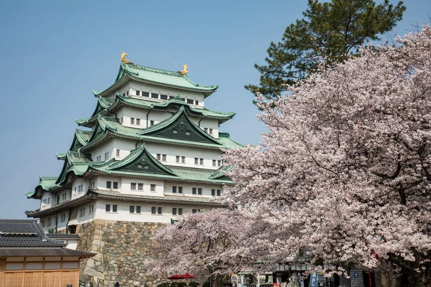 Nagoya Castle Cherry Blossom Festival 2026