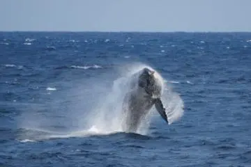 Humpback whale breaching the water