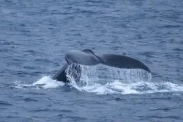 Keep an eye out for the whales’ tails