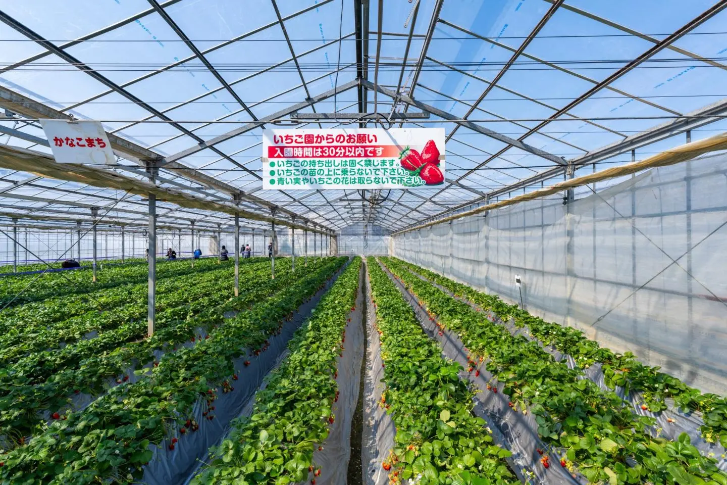 Inside one of the strawberry greenhouses (照片由: Leslie Taylor)
