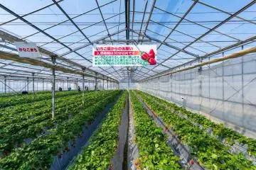 Inside one of the strawberry greenhouses (Photo: Leslie Taylor)